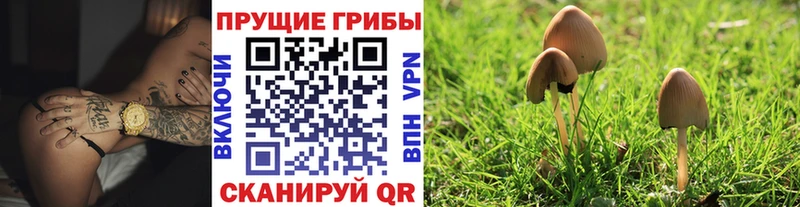 Галлюциногенные грибы GOLDEN TEACHER  дарк нет клад  Яхрома 
